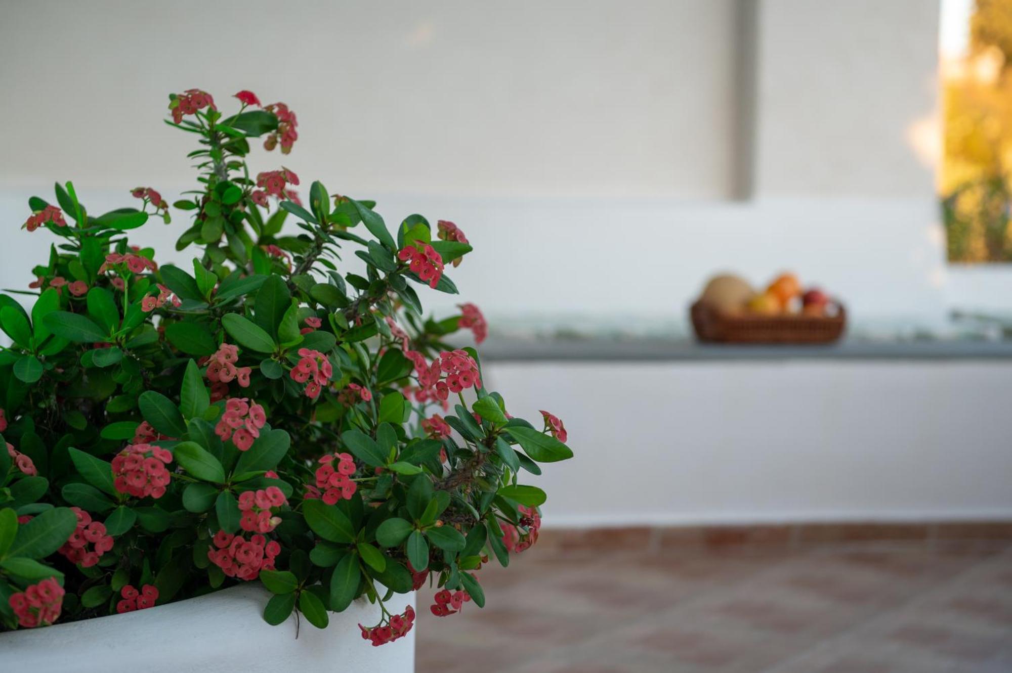 L'Eros Villa Grandma'S House Λακκί Εξωτερικό φωτογραφία